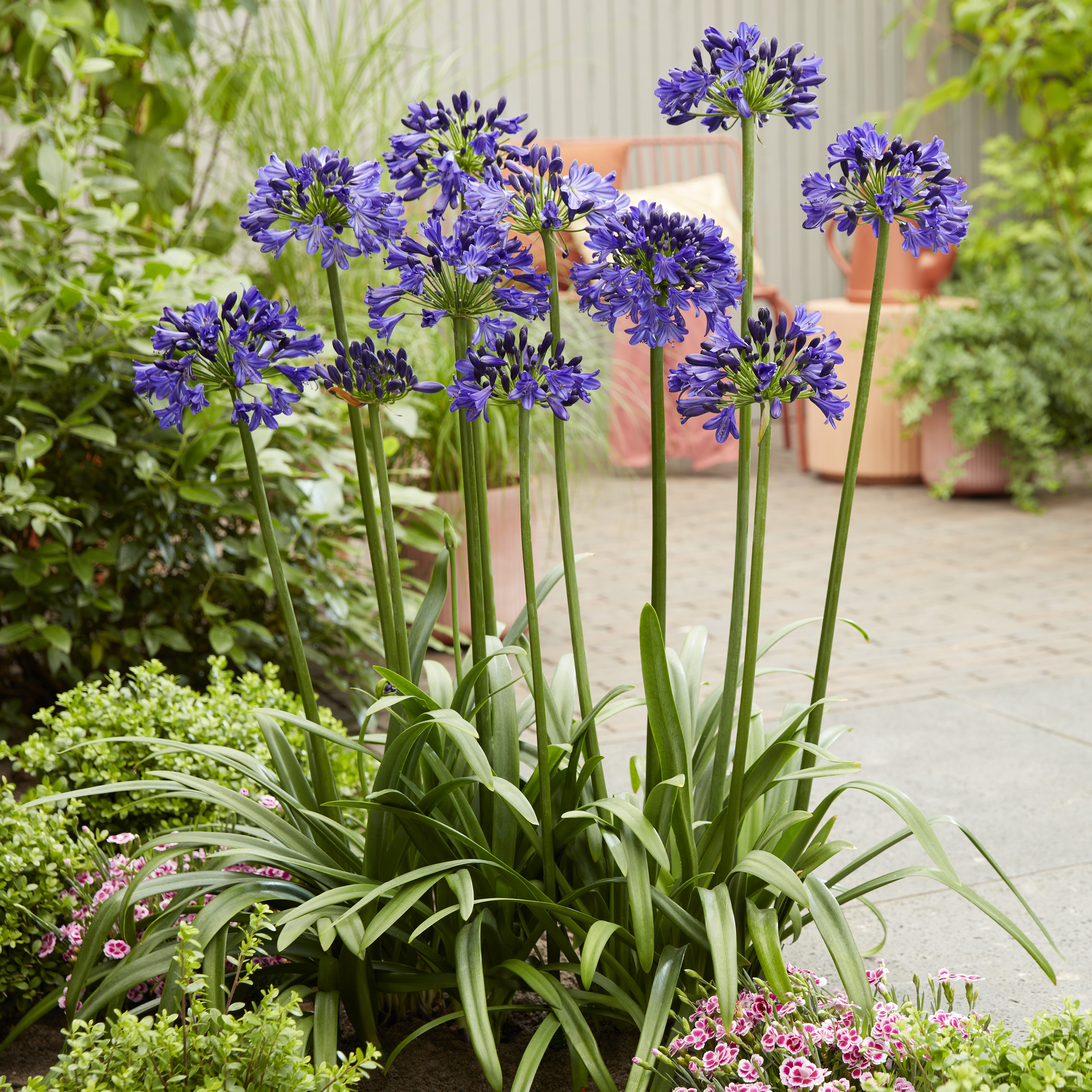 『ユイカ』 1st LIVE「Agapanthus」 National Plant Network 1 gal Agapanthus Live Perennial Plant